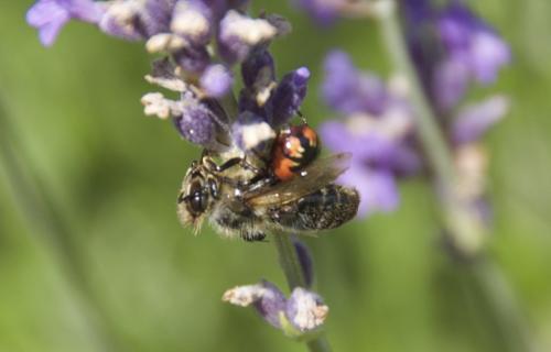 Synema globosum